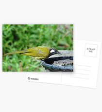 White-Eared Honeyeater Postcards
