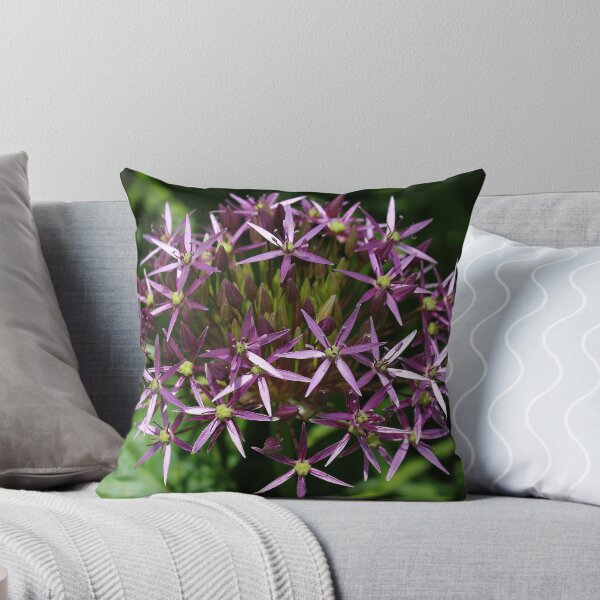 Artikelvorschau, Allium Purple Sensation (Allium Aflatunense) entworfen und verkauft von Jo Lodge.