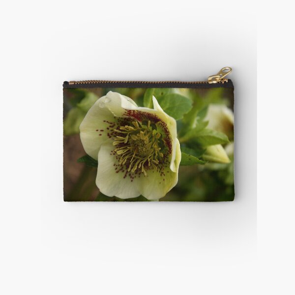 Item preview, Helleborus (Hellebore) designed and sold by Jo Lodge.