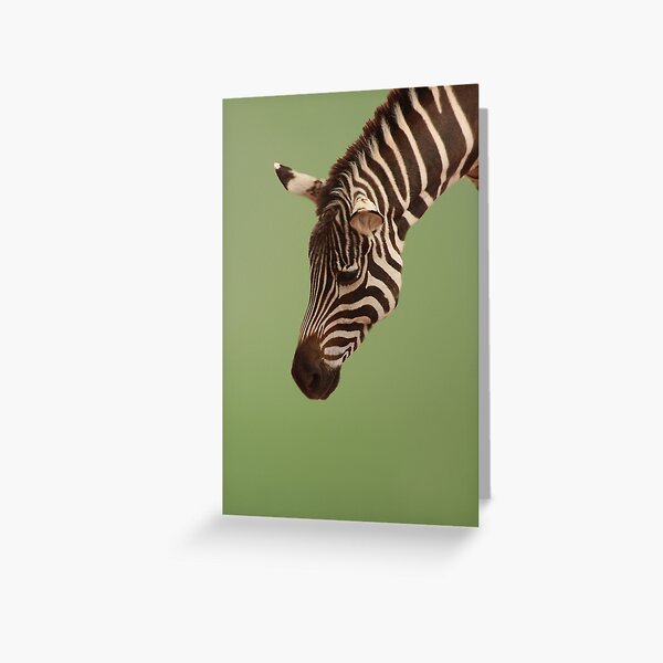 Zebra Greeting Card