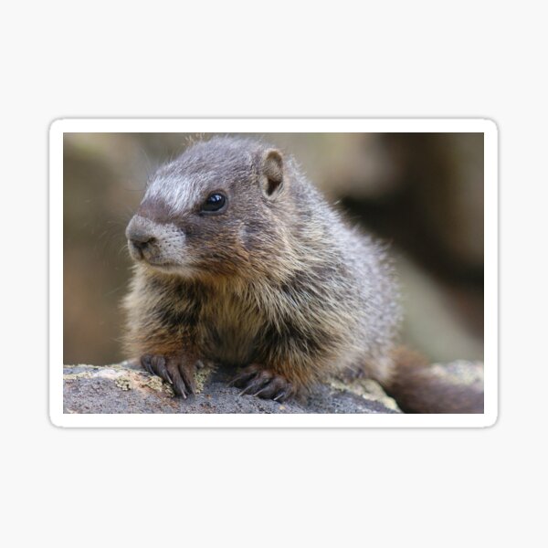 Baby Marmot Sticker