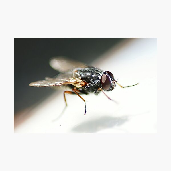 Item preview, Fly on Glass designed and sold by AdamJonesNZ.