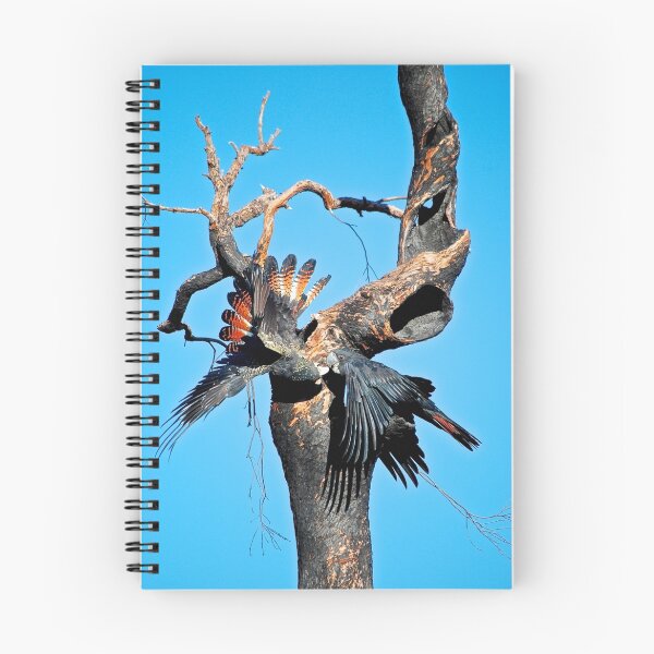 Item preview, Red-Tail Black Cockatoos in action designed and sold by margowen.
