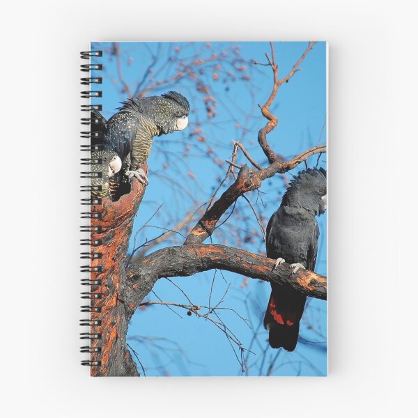 Item preview, Family of Cockatoos designed and sold by margowen.
