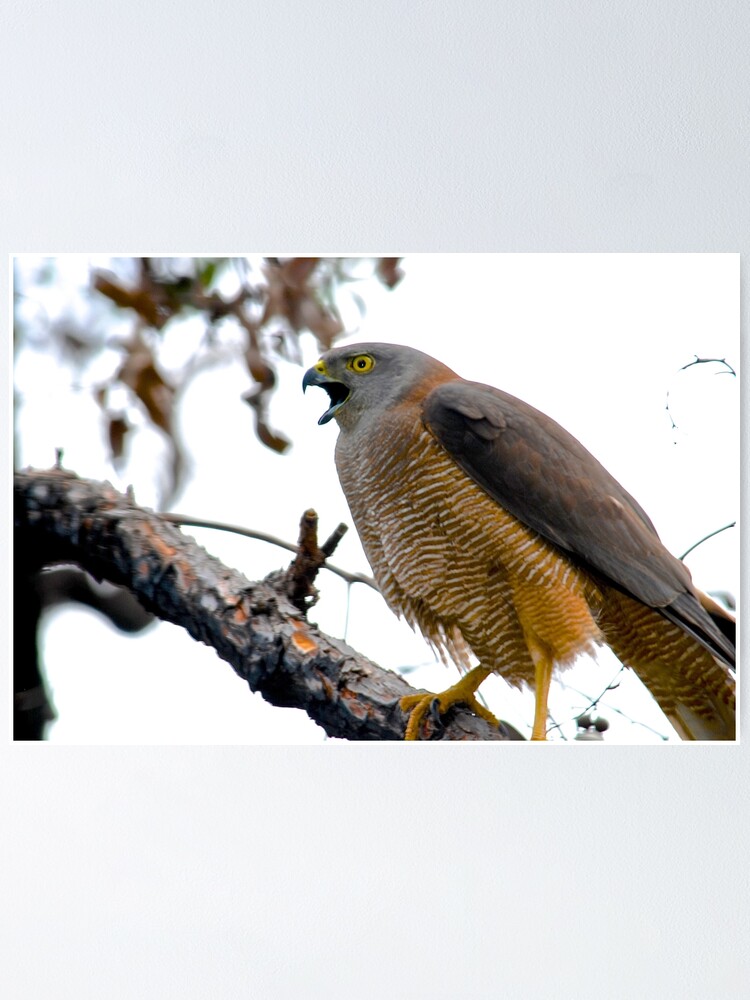 Goshawk Preparing To Swoop Poster By Margowen Redbubble - roblox feather family albatross