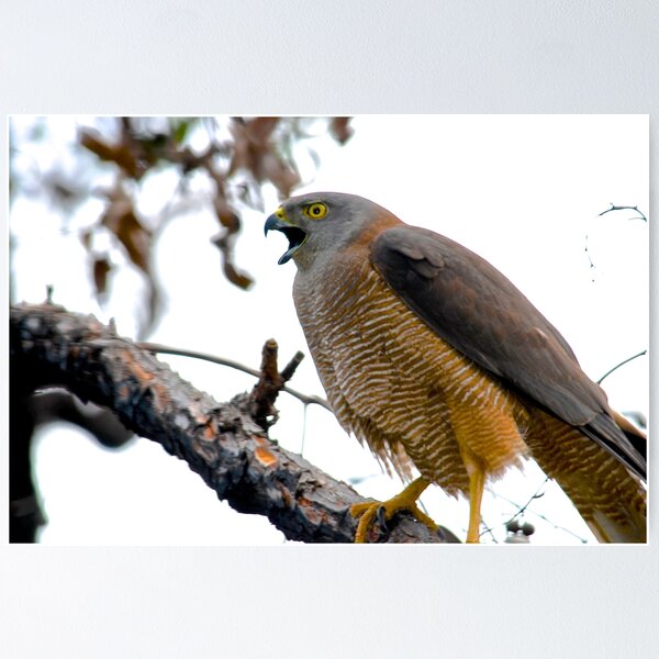 Item preview, Goshawk preparing to swoop designed and sold by margowen.