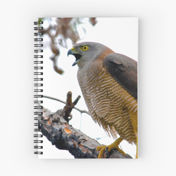 Item preview, Goshawk preparing to swoop designed and sold by margowen.