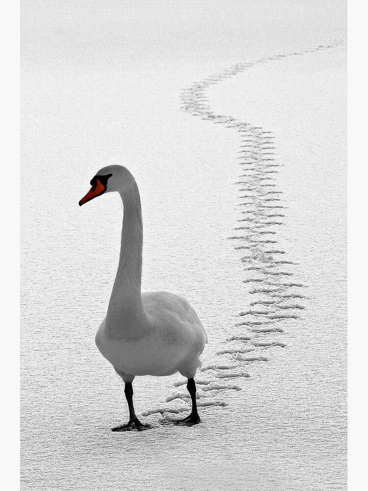 Tracks by Shuggie