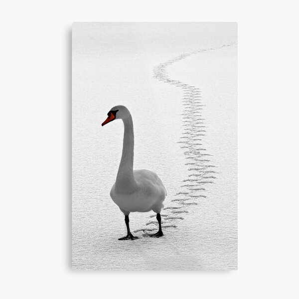 Tracks Metal Print