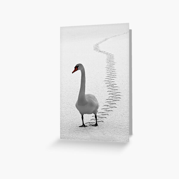 Tracks Greeting Card