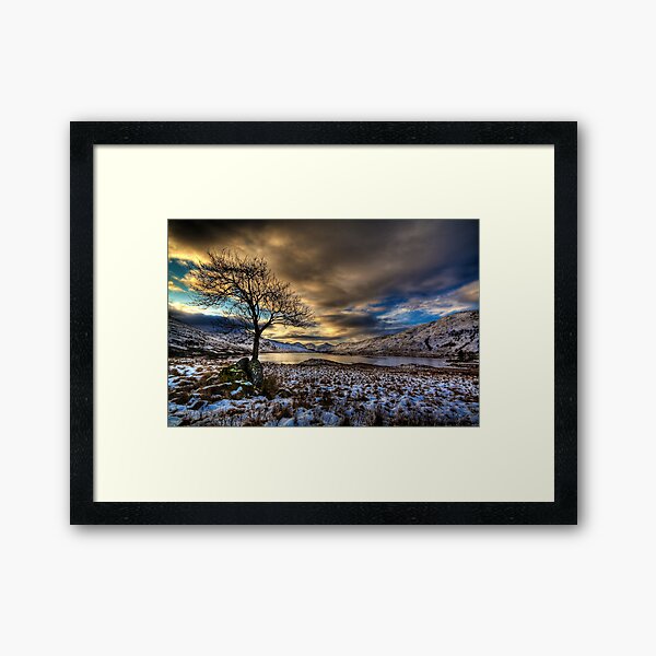 Arklet Tree (2) Framed Art Print