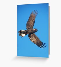 Carnaby's Cockatoo in Full Flight Greeting Card