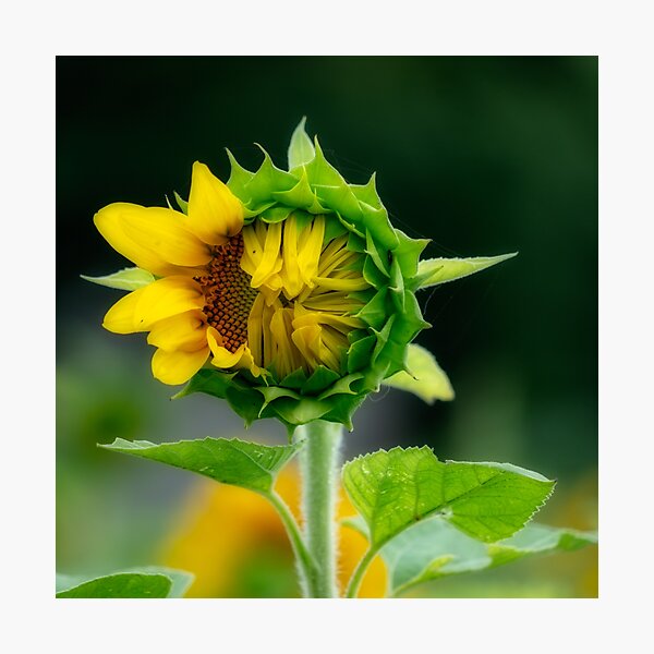 Good Morning World Photographic Print