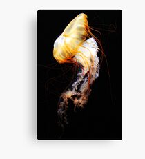 Enigma Canvas Print