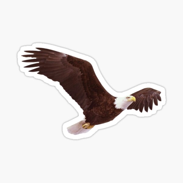 Item preview, Soaring Bald Eagle designed and sold by rewstudio.