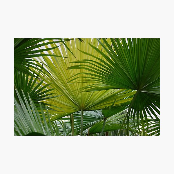 Fans Photographic Print