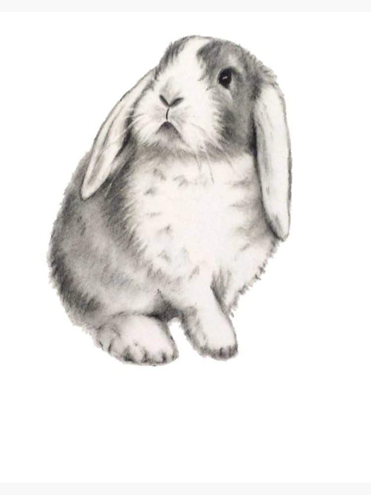 Drawing Tutorial Draw Rabbit Stock Illustrations – 55 Drawing
