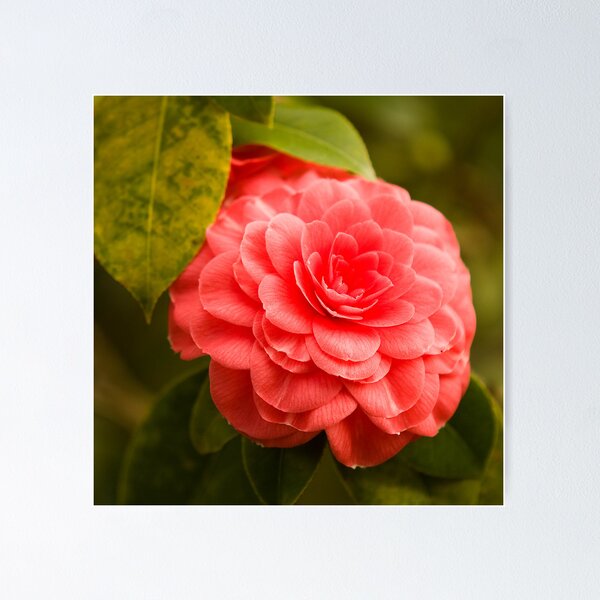 Item preview, Red Camellia designed and sold by Mark Wuttke.