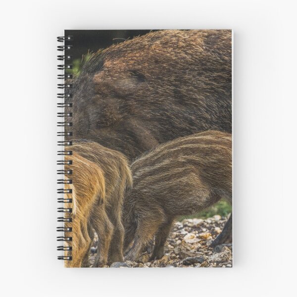 Item preview, Boar designed and sold by BiceksPhoto.