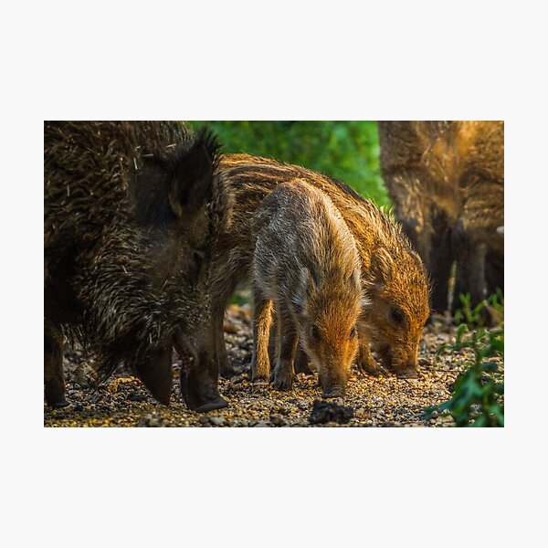 Item preview, Boar designed and sold by BiceksPhoto.