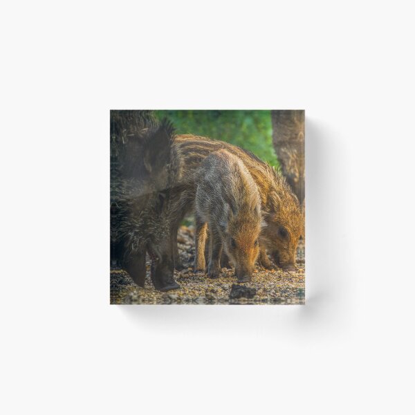 Item preview, Boar designed and sold by BiceksPhoto.