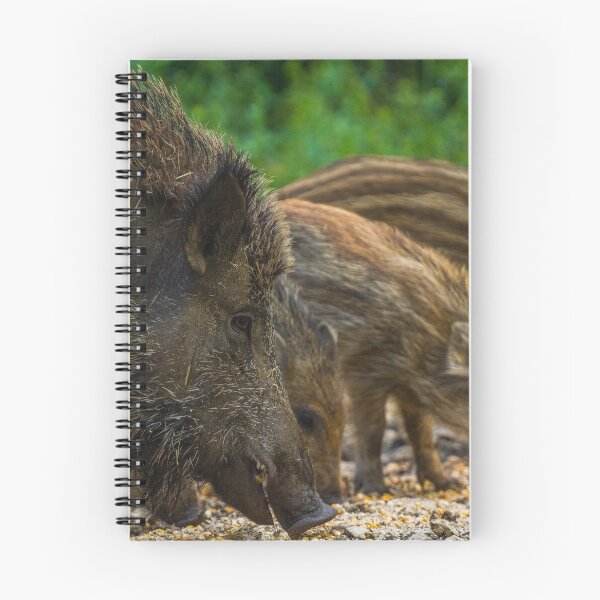 Item preview, Boar designed and sold by BiceksPhoto.