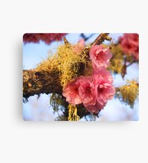Moss blossoms Canvas Print