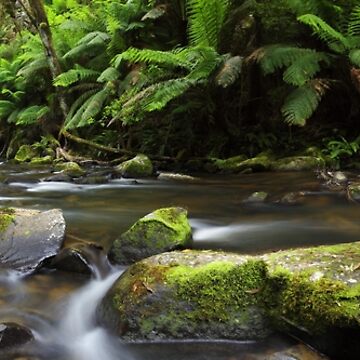 Artwork thumbnail, Hopetoun Falls, Otways, Great Ocean Road, Australia by Michael Boniwell