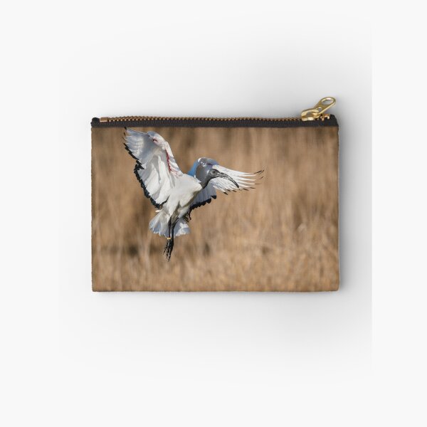 Artikelvorschau, Heiliges IBIS im Flug, Oasi WWF Lago di Alviano, Umbrien, Italien entworfen und verkauft von AndrewJonesFoto.