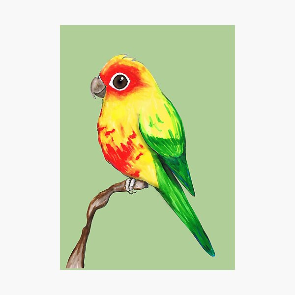 Item preview, Cute sun conure designed and sold by Bwiselizzy.