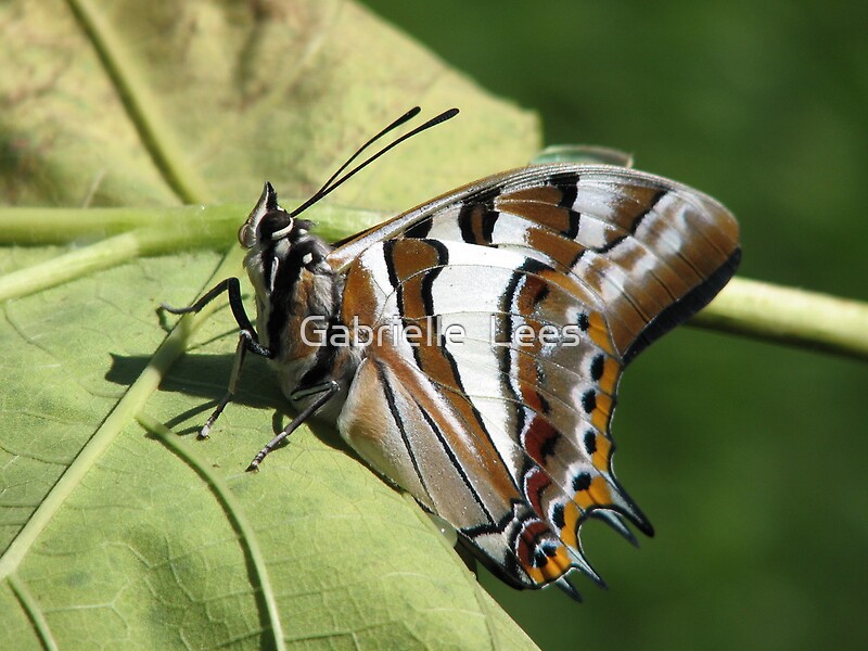 "Tailed Emperor Butterfly" by Gabrielle Lees Redbubble