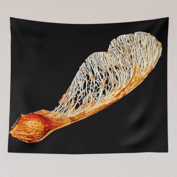Item preview, Sycamore Seed Pod designed and sold by AnnDixon.