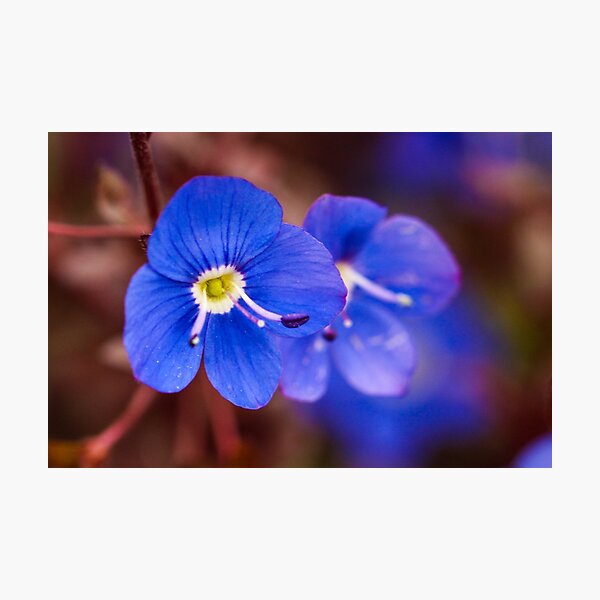 Deep Blue Photographic Print