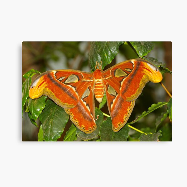 Atlas Moth Canvas Print
