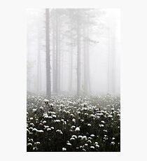 20.6.2015: Blooming Marsh Tea Photographic Print