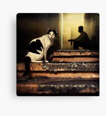 The Street Cat #0101 Canvas Print