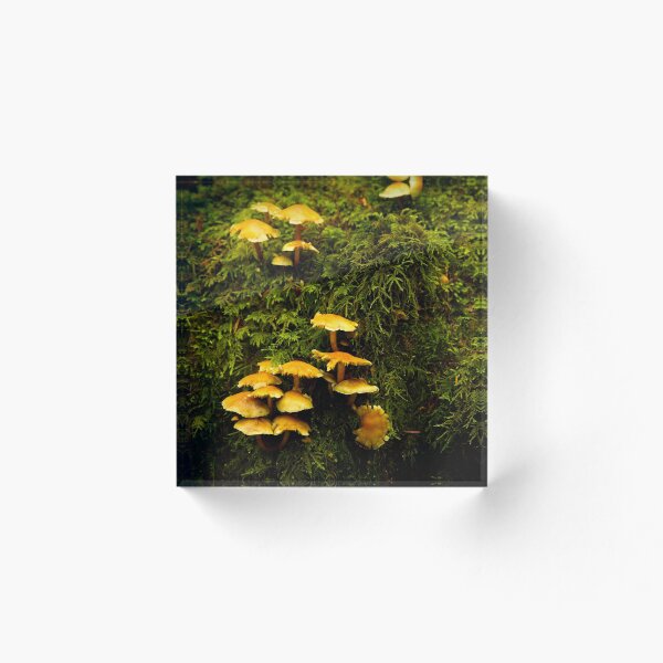 Item preview, Mushrooms in moss H designed and sold by jklune.