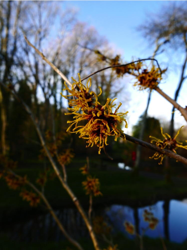 Ozark witchhazel (Hamamelis vernalis) by IOMWildFlowers