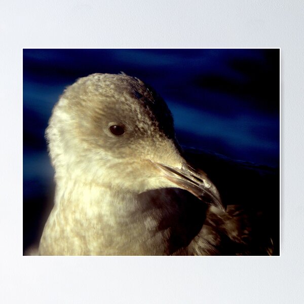 Item preview, Seabird Portrait  designed and sold by lanebrain photography.