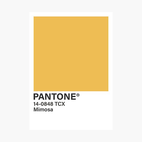 Mimosa Photographic Print