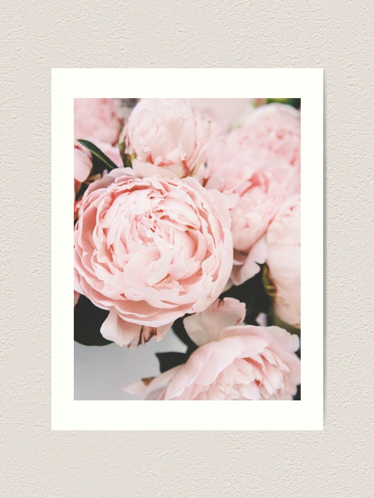 Home Decor Poster Buttercup Flower Ranunkel Blume Rosa Kunstdruck Artprint Druck Print Home Garden Citricauca Com
