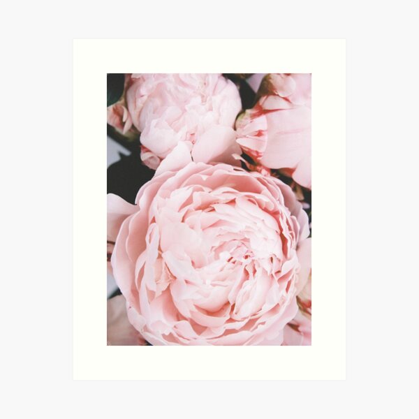 Fleurs, rose, pastel, mode, art scandinave, art moderne, art mural, impression, minimaliste, moderne Impression artistique