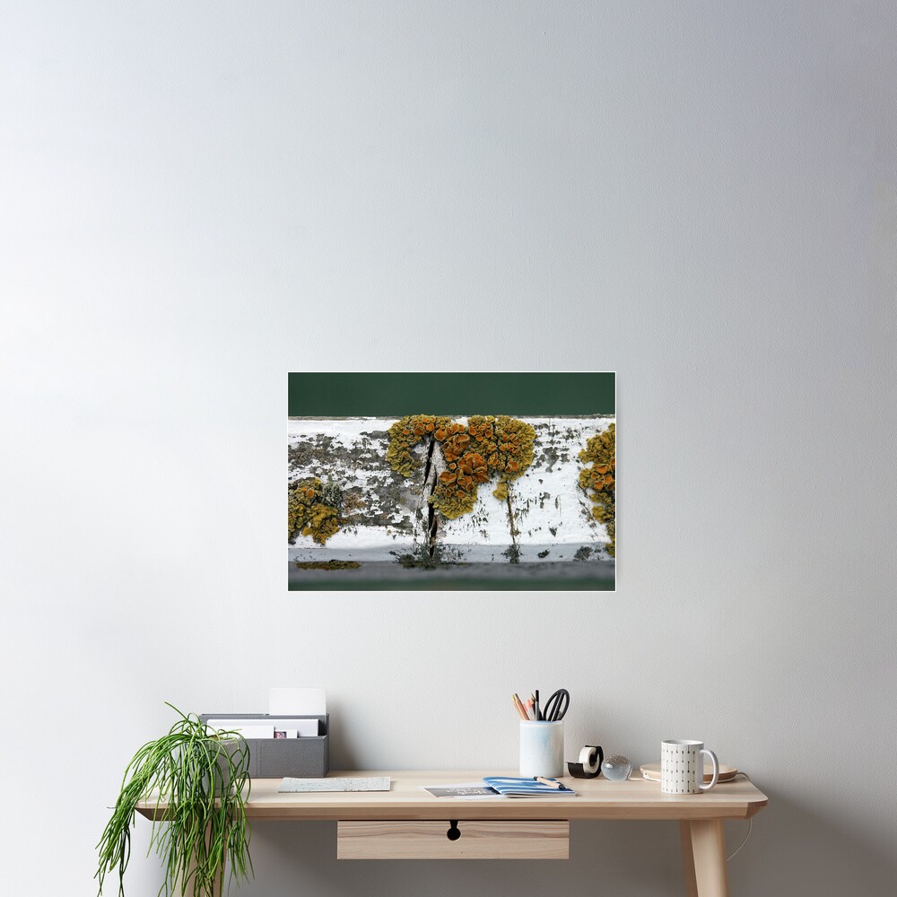 Lichen Poster