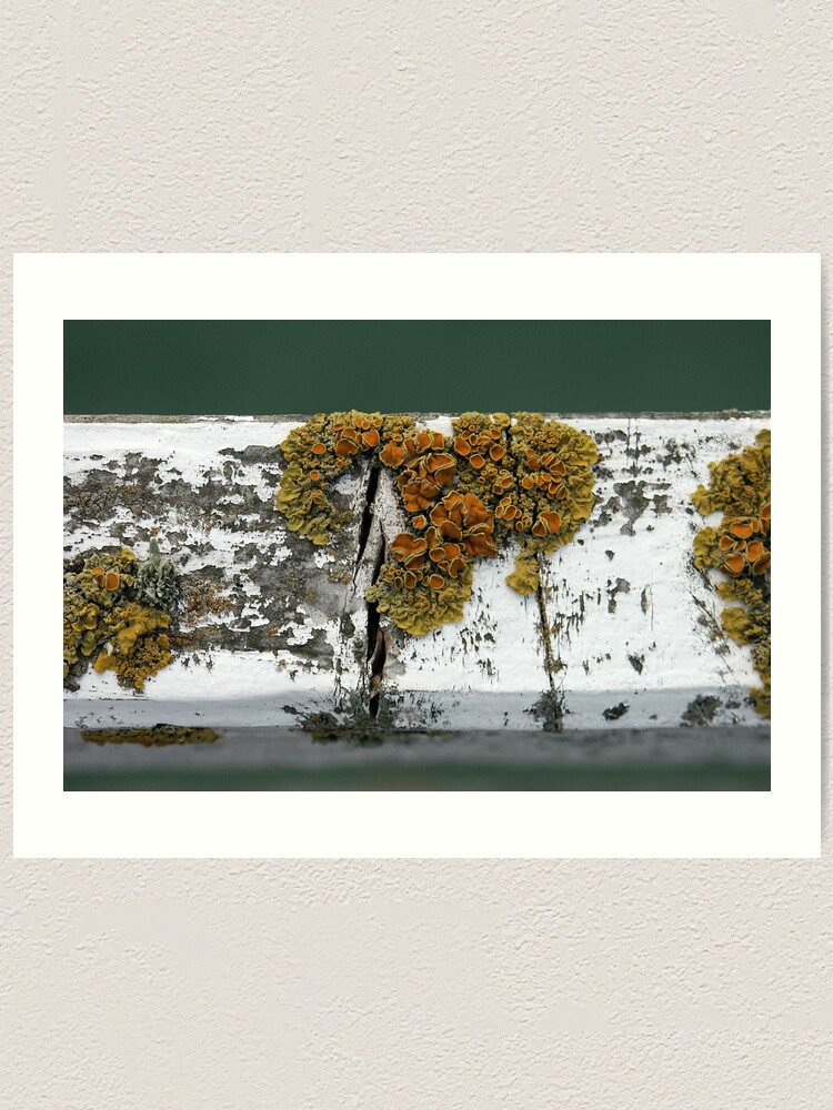 Alternate view of Lichen Art Print