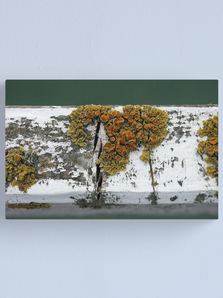 Alternate view of Lichen Canvas Print