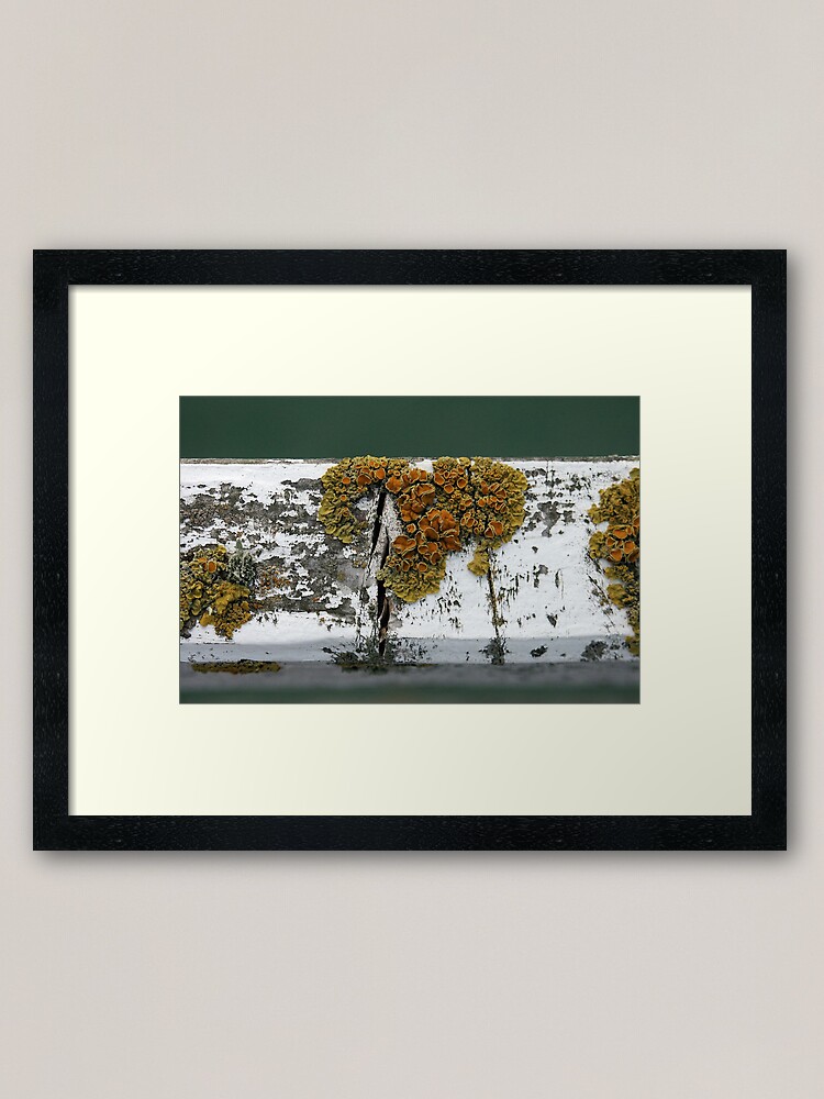 Alternate view of Lichen Framed Art Print