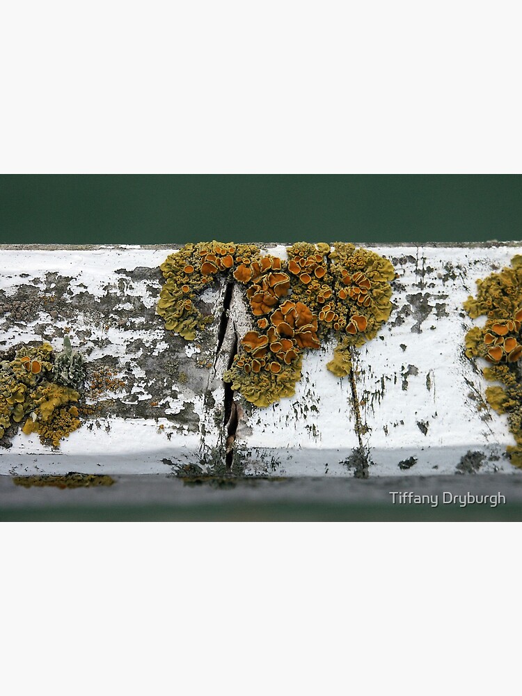 Lichen by Tiffany