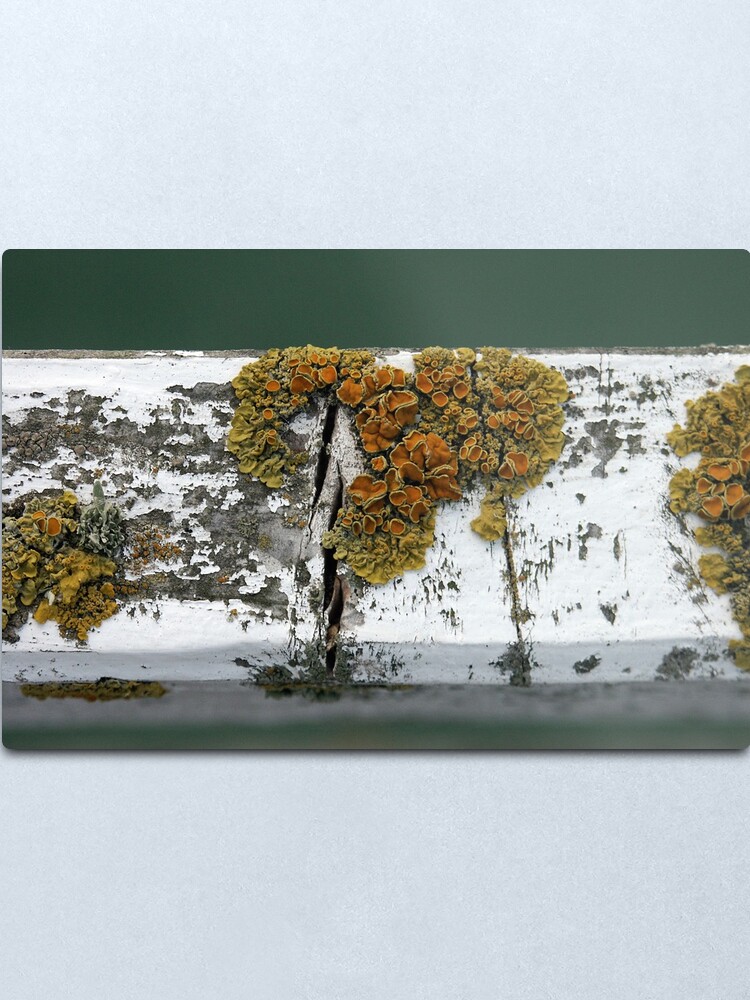 Alternate view of Lichen Metal Print