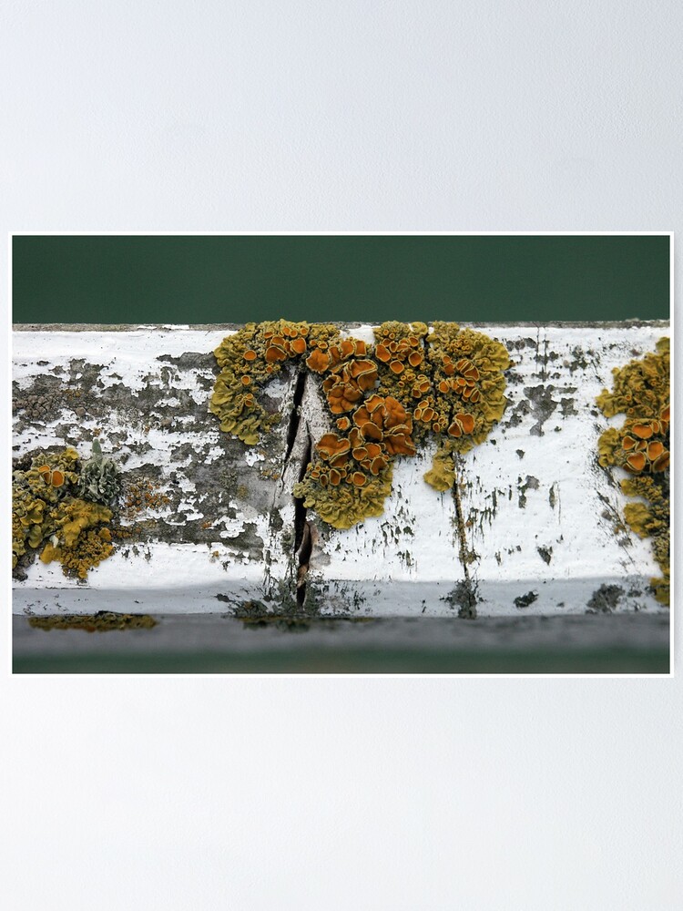 Alternate view of Lichen Poster