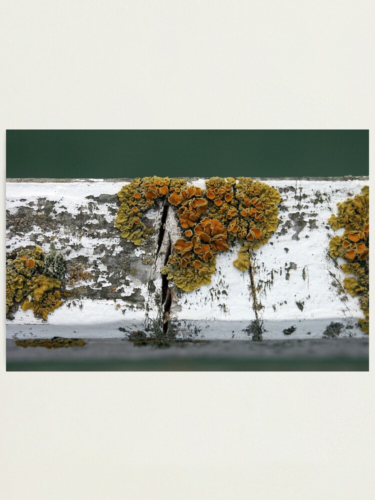 Alternate view of Lichen Photographic Print